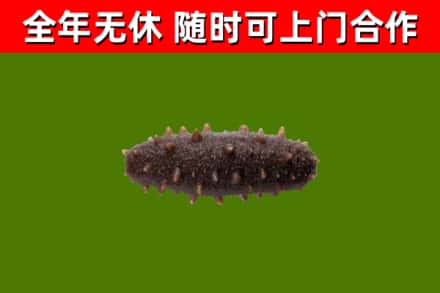 白银市回收海参干